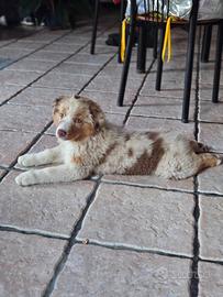 Cuccioli pastore australiano