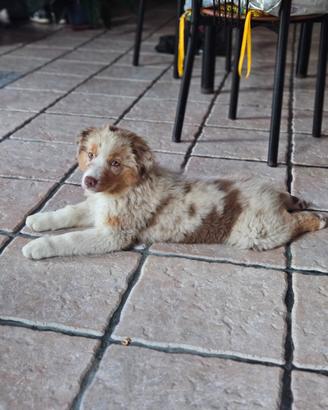 Cuccioli pastore australiano