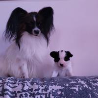 Cuccioli cane papillon