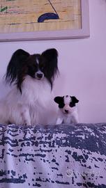 Cuccioli cane papillon