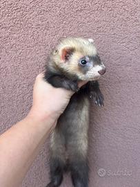 Furetti