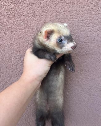 Furetti