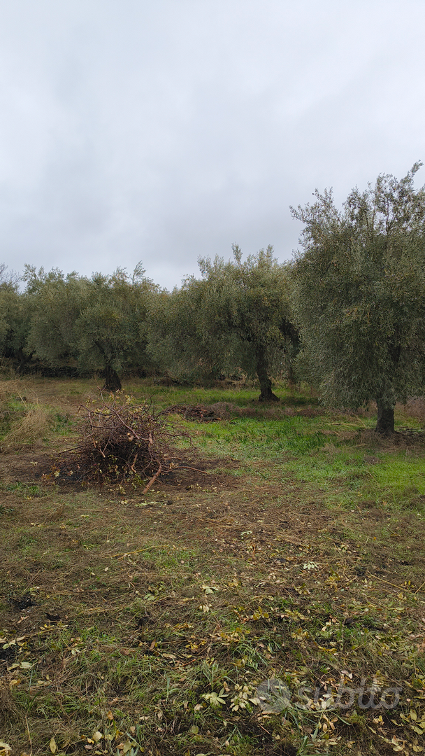 Terreno uliveto a Sant' Maria di Licodia - Vista 2