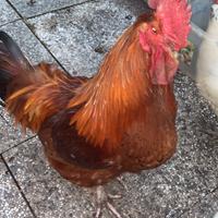 Galli romagnoli e livornesi da riproduzionef