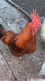 Galli romagnoli e livornesi da riproduzionef