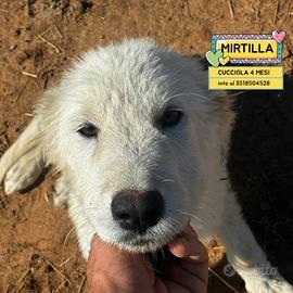Mirtilla cucciola 4 mesi in adozione a Latina