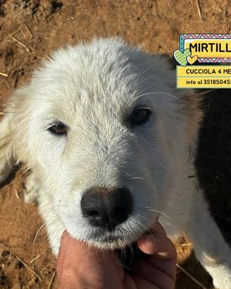 Mirtilla cucciola 4 mesi in adozione a Latina