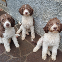 Cuccioli lagotto romagnolo