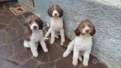 Cuccioli lagotto romagnolo