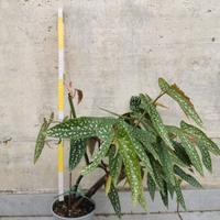 BEGONIA MACULATA