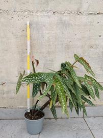 BEGONIA MACULATA