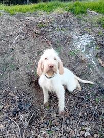 Spinone italiano