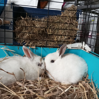 Conigli nani Ariete cuccioli