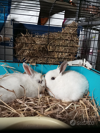 Conigli nani Ariete cuccioli