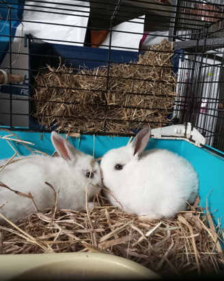 Conigli nani Ariete cuccioli