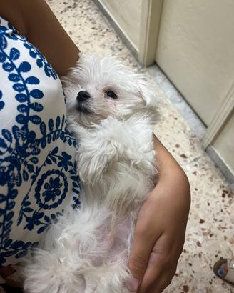 Maltese toy cucciolo 3 mesi