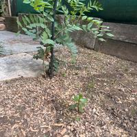 Pianta di liquirizia calabrese