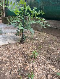 Pianta di liquirizia calabrese