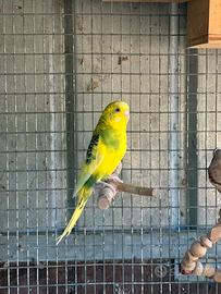 Cocorita