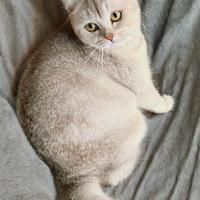 British Short Hair Silver Shaded