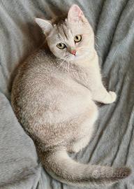 British Short Hair Silver Shaded