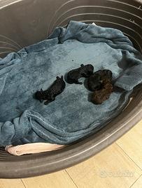 Cuccioli di barboncini toy