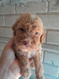Cuccioli lagotto romagnolo