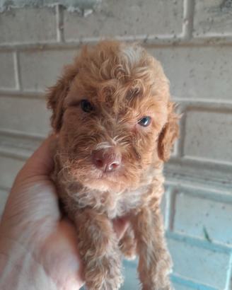 Cuccioli lagotto romagnolo