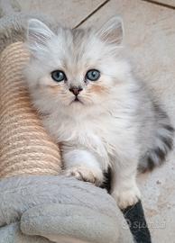 gattini persiani 
