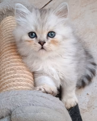 gattini persiani 