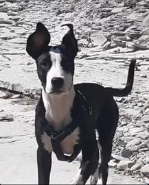 Diva,cane femmina 5 anni dogo/Amstaff o Pitbull