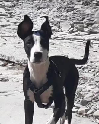 Diva,cane femmina 5 anni dogo/Amstaff o Pitbull