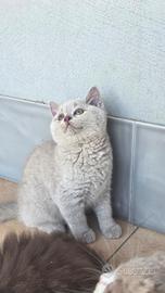 British shorthair lilla