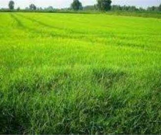 TERRENO AGRICOLO HA 16.70