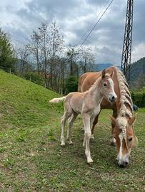 Cavalla haflinger con puledro