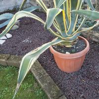 Agave americana Variegata