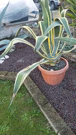 Agave americana Variegata