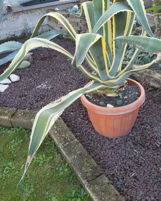Agave americana Variegata