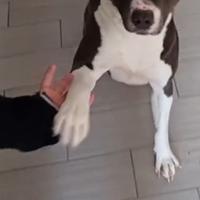 Amstaff blue