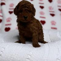 Barboncini fulvi red red Brown e albicocca 3 mesi