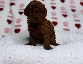 Barboncini fulvi red red Brown e albicocca 3 mesi