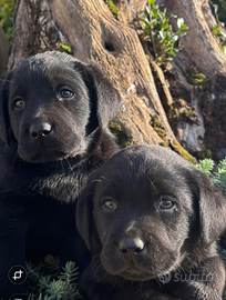 Labrador retriever cuccioli neri