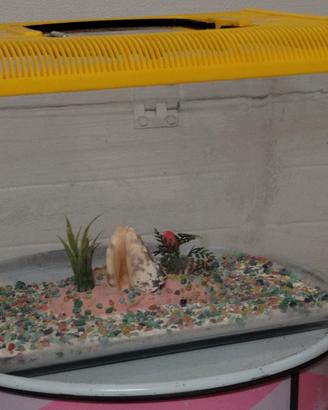 Acquario 