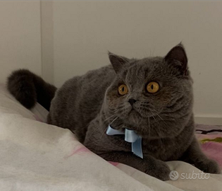 Cuccioli British/Scottish Fold