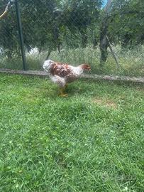 Galli wyandotte