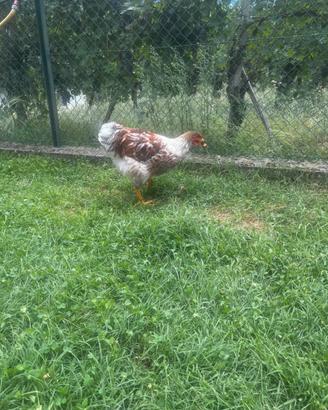 Galli wyandotte