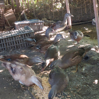 Disponibili i nati di mandarina 2025