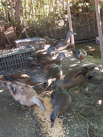 Disponibili i nati di mandarina 2025