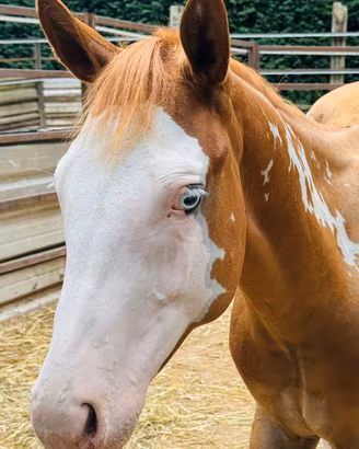 Puledro cavallo overo paint
