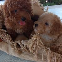 Barboncini mini Toy e toy